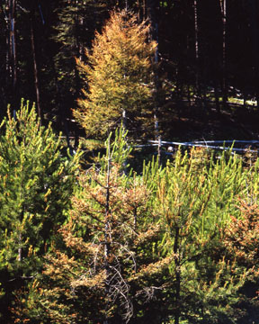 Western Spruce Budworm defoliation - 1991